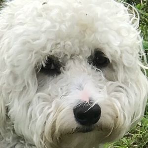 Meet your Posher, Lila